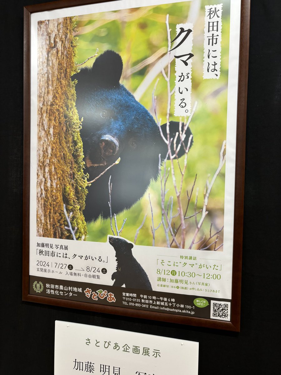 秋田市上新城のさとぴあでクマの写真展やってますよー！ご興味ある方は是非🐻✨