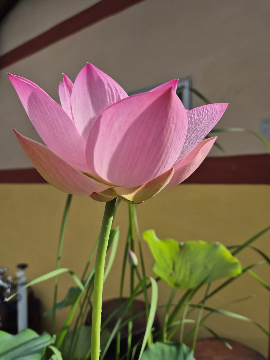 화려한 오후
아름답게 핍니다
재ㅗㅎ은 시간 되세요