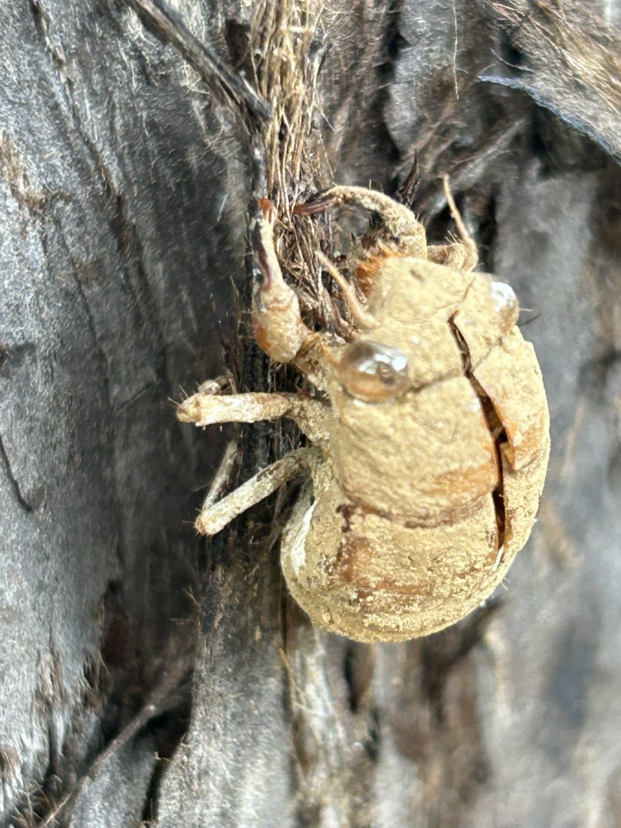 これがニイニイゼミの抜け殻って一発で特定できる！
やっぱりGoogleレンズって革命的✨