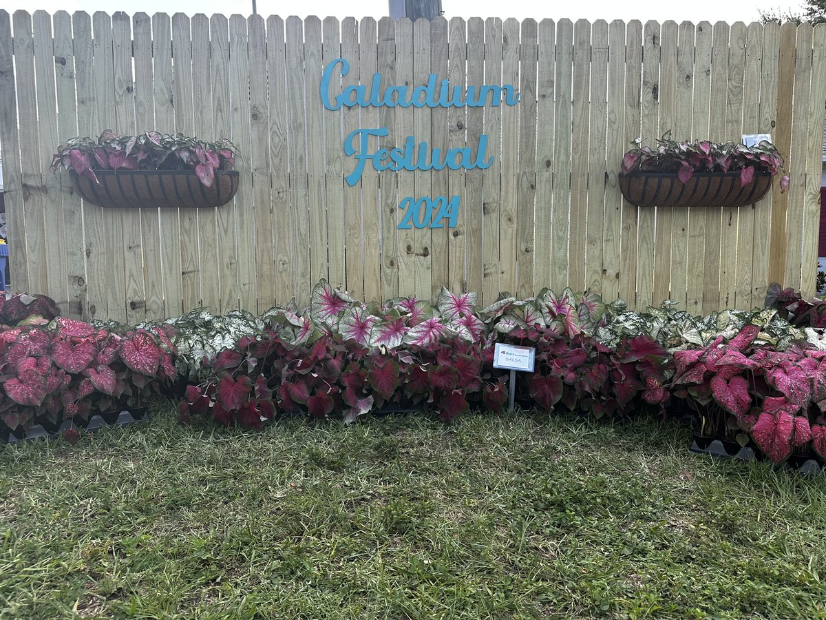 gardens_cypress's tweet photo. Great first day at the Caladium Festival in Lake Placid, FL.  I will try to get some better live shots on Saturday.  

#LakePlacid #Caladiums https://t.co/wpJvzazOV2