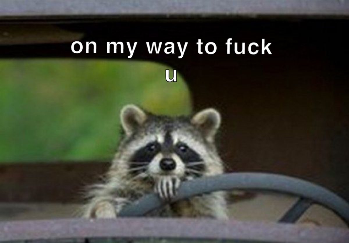 raccoonesthetic's tweet image. 