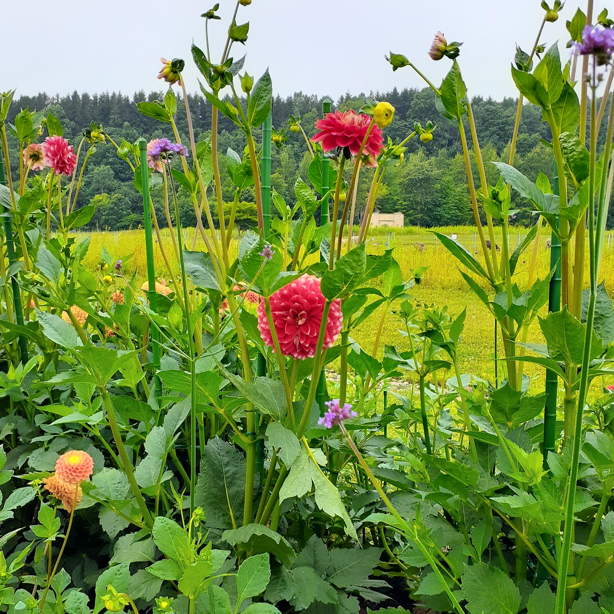 こんにちは。えこりん村です。

8月25日まで「サマーウィーク」を開催します。
銀河庭園でのイベントは以下の通りです
・アンブレラスカイ
・楽しい川辺 ※8/18まで
・ひまわり畑 ※開花は8月上旬予定

写真は本日（7月27日）の様子です。
ダリアも少しずつ咲き始めています。
ecorinvillage.com