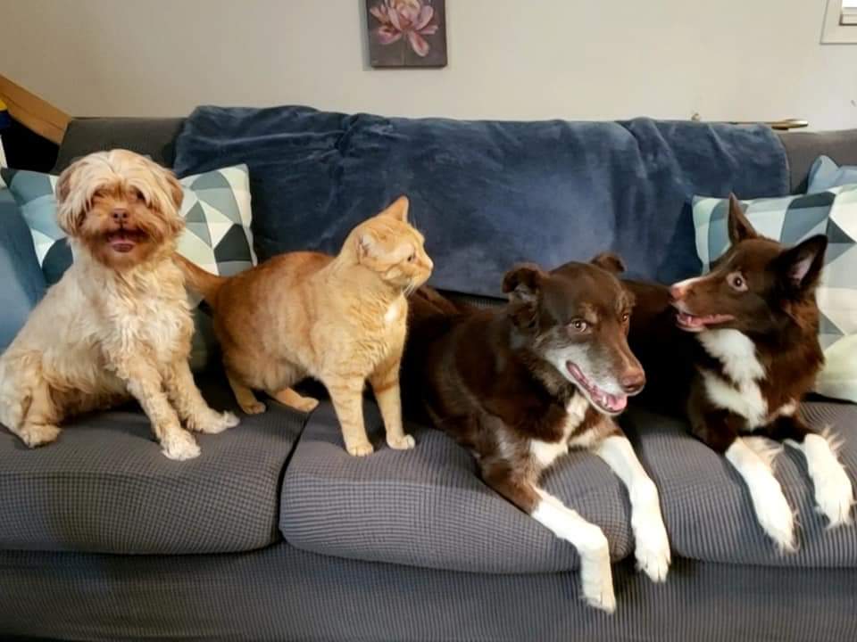 AgilitywAmanda's tweet photo. #fridayflashback to when I tried to take a group photo and Oliver crashed it π
#dogsathome #dogcatlove #dogsandcatslivingtogether https://t.co/dKjVv3D8bh