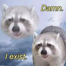 raccoon aesthetic. (@raccoonesthetic) on Twitter photo 