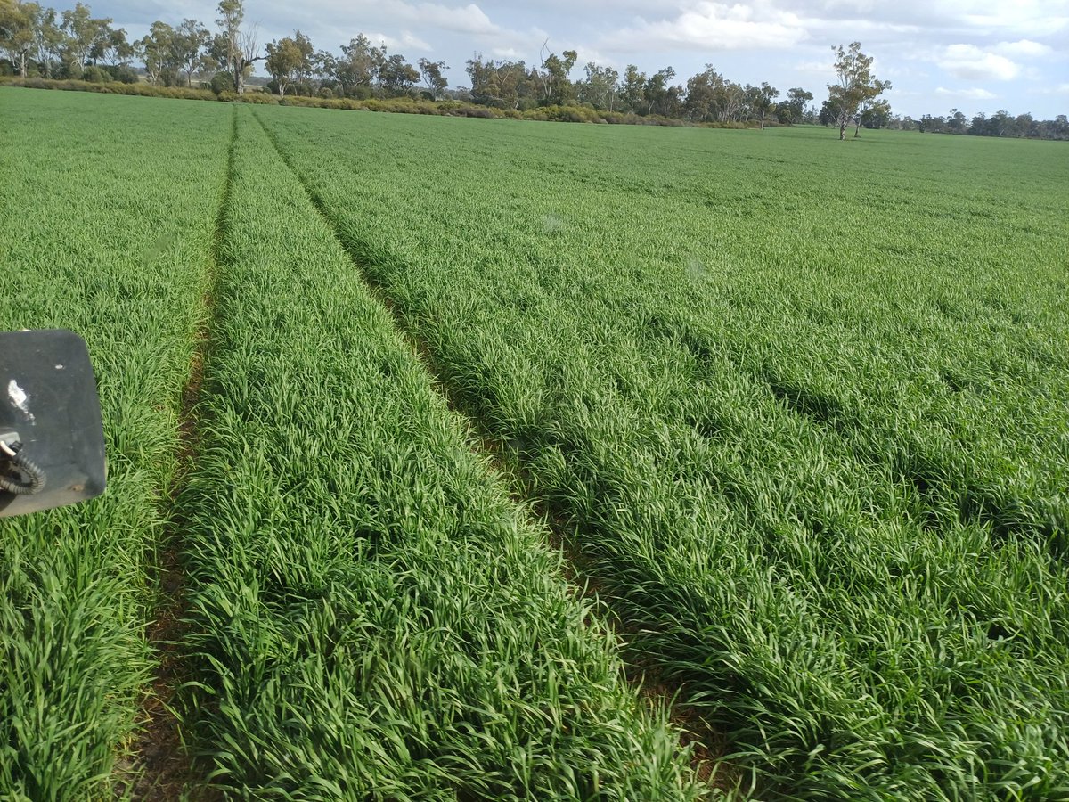 Oscarthefarmer's tweet image. Lodging... 

we are getting to full flag, or early booting, and this wheat crop is already lodging in parts.

Is this very good or very bad sign? #asktwitter