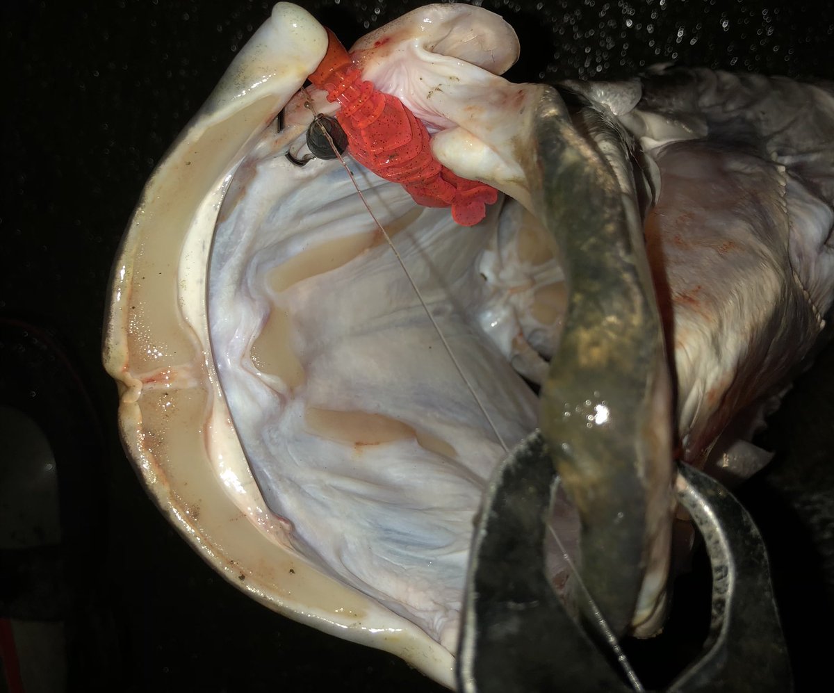チビアカメ狙いの釣行

明暗の暗部に浮かぶ背鰭…
一目見た瞬間、アカメと確信

ボトムを通して反応がなかったので目の前をミドスト的に通すと一撃でバイト

アカメのサイトフィッシングは脳汁ドバドバ出るて笑

#アカメ
#アカメサイト
#グルーパーバグ