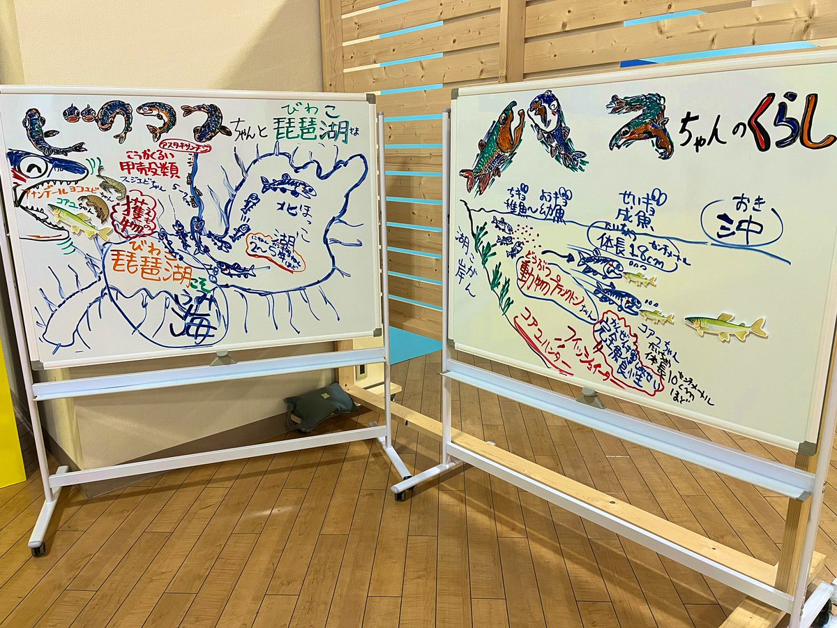 🆕さかなクンのホワイトボード解説🧐 先日のロケで描いて頂いた