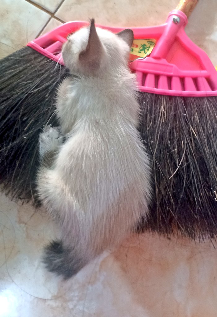 Ayo banguuun 
Mama mo nyapuuu
😁🤗