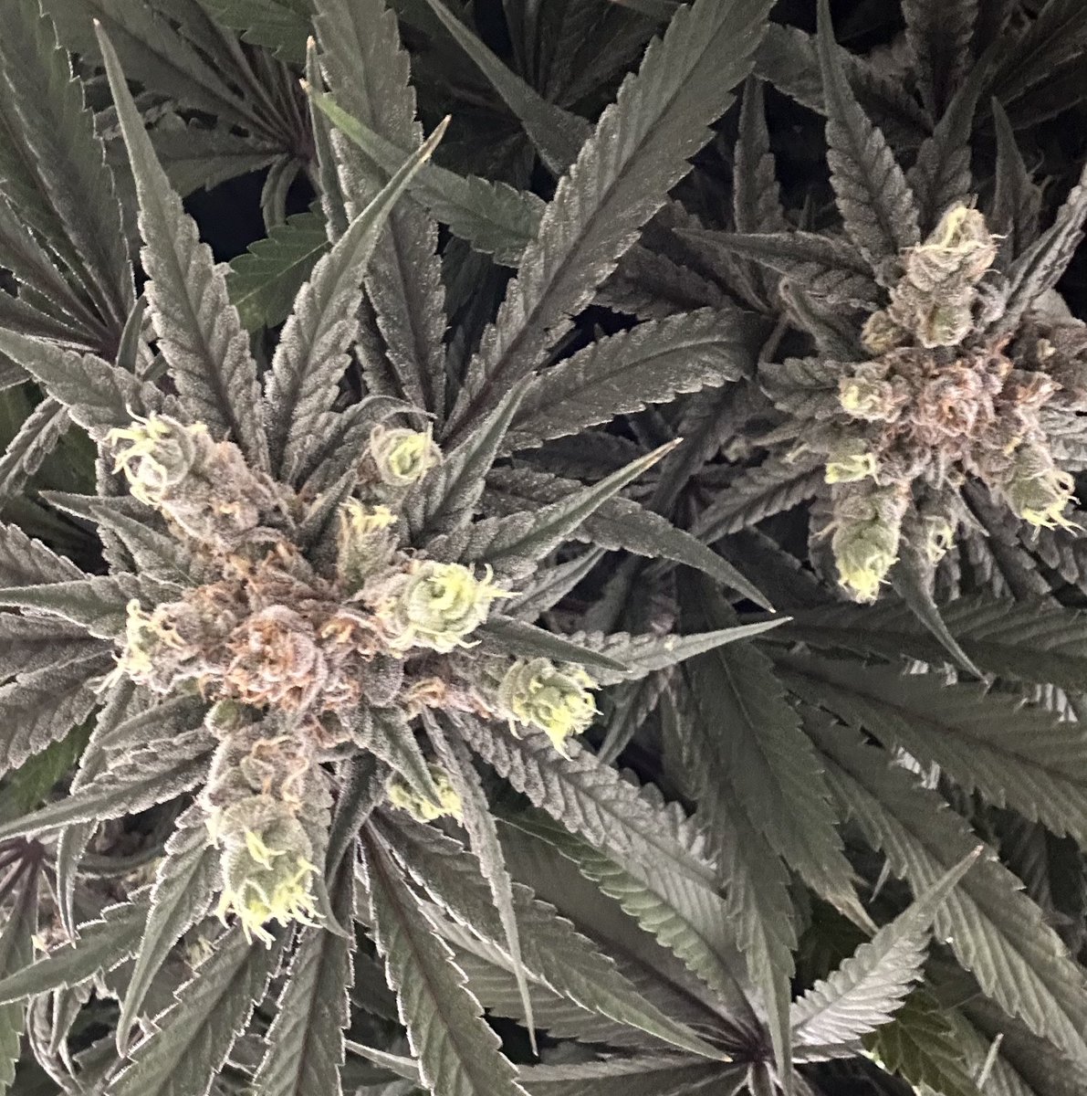 Purple Sour Diesel💜

📸by Sarah

#BeHappy #Canna4Climate #CannabisAlliance #NWLeaf #TheStranger