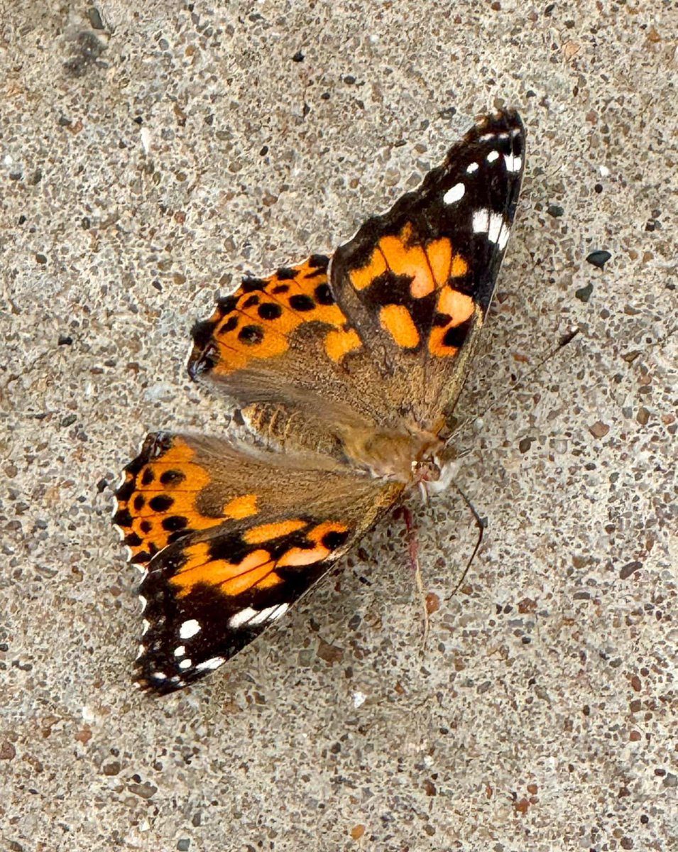 Anna Horne tweet media