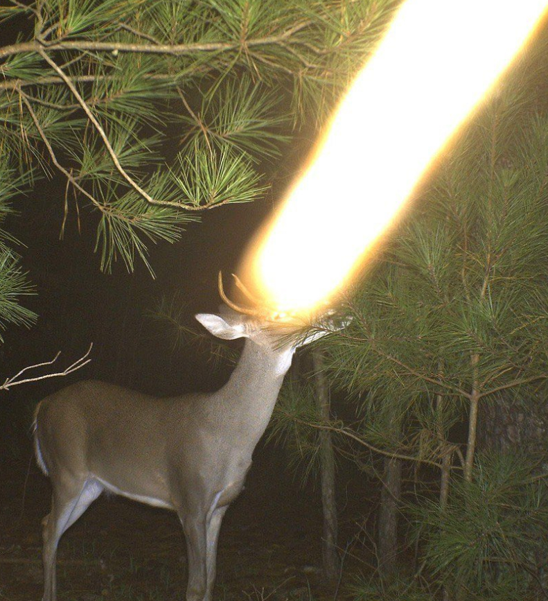 it is little known that deer have beam weapons