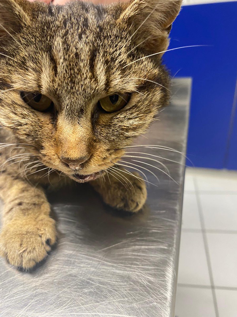 AssoSepa66's tweet photo. Sauvetage d’un chat abandonné sur un toit-terrasse
Bilan vétérinaire :
- Poids : 1,1 kg
- Risque de coma dû à une hypoglycémie sévère
- Calicivirus total non traité
- Gale des oreilles sévère
- Présence de puces, tiques et parasites internes
- Déshydratation sévère https://t.co/VRcxRFgBSm