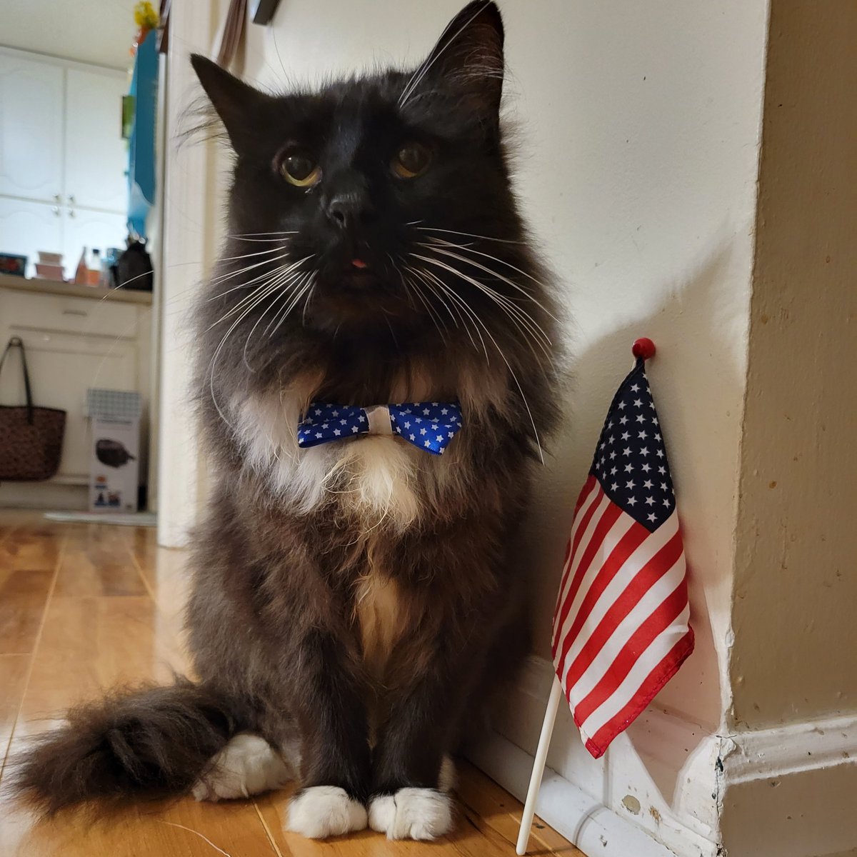 Uruviel448's tweet photo. @GymterPets Pepper's got his Team USA gear ready 😸 https://t.co/kKwGjQkA5i