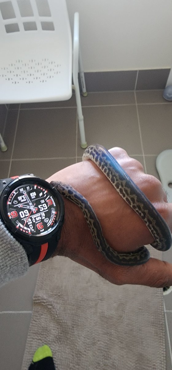 🇧🇷/ ɐuɐɔɐSoɹɹoℲ /🇦🇺 #BGF1# - #BGFNation# tweet media