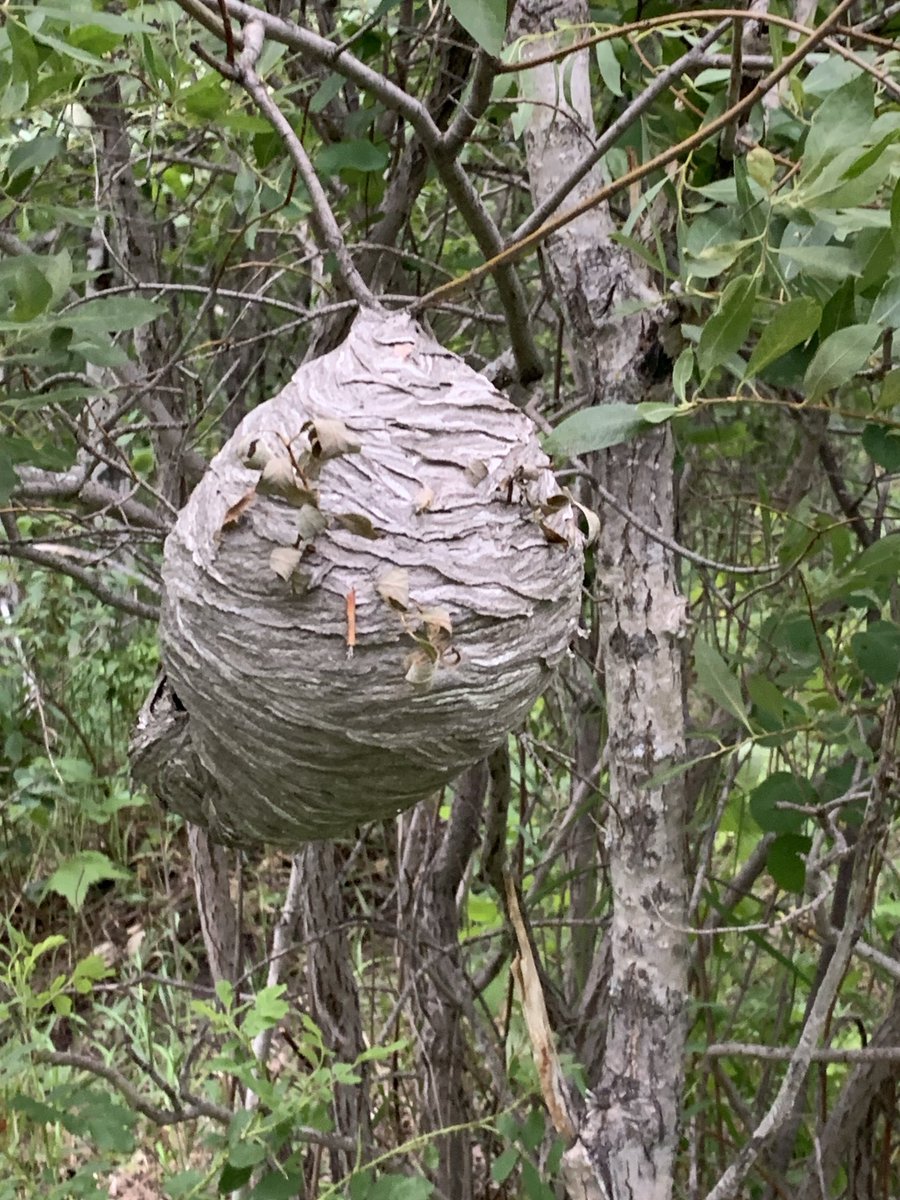 stan sword (@stansword1) on Twitter photo 