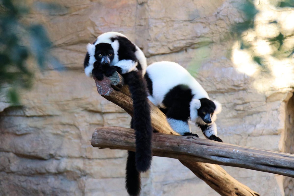 SanAntonioZoo's tweet photo. 🖤 Discover the charm of our black and white ruffed lemurs! With an incredible sense of smell, they communicate and bond through scent markings. Love our lemurs? Vote daily for us to win Best Zoo! Vote here: https://t.co/UCEi73Y9go #BestZoo #Lemurs #SanAntonioZoo https://t.co/bdN0klLDL1