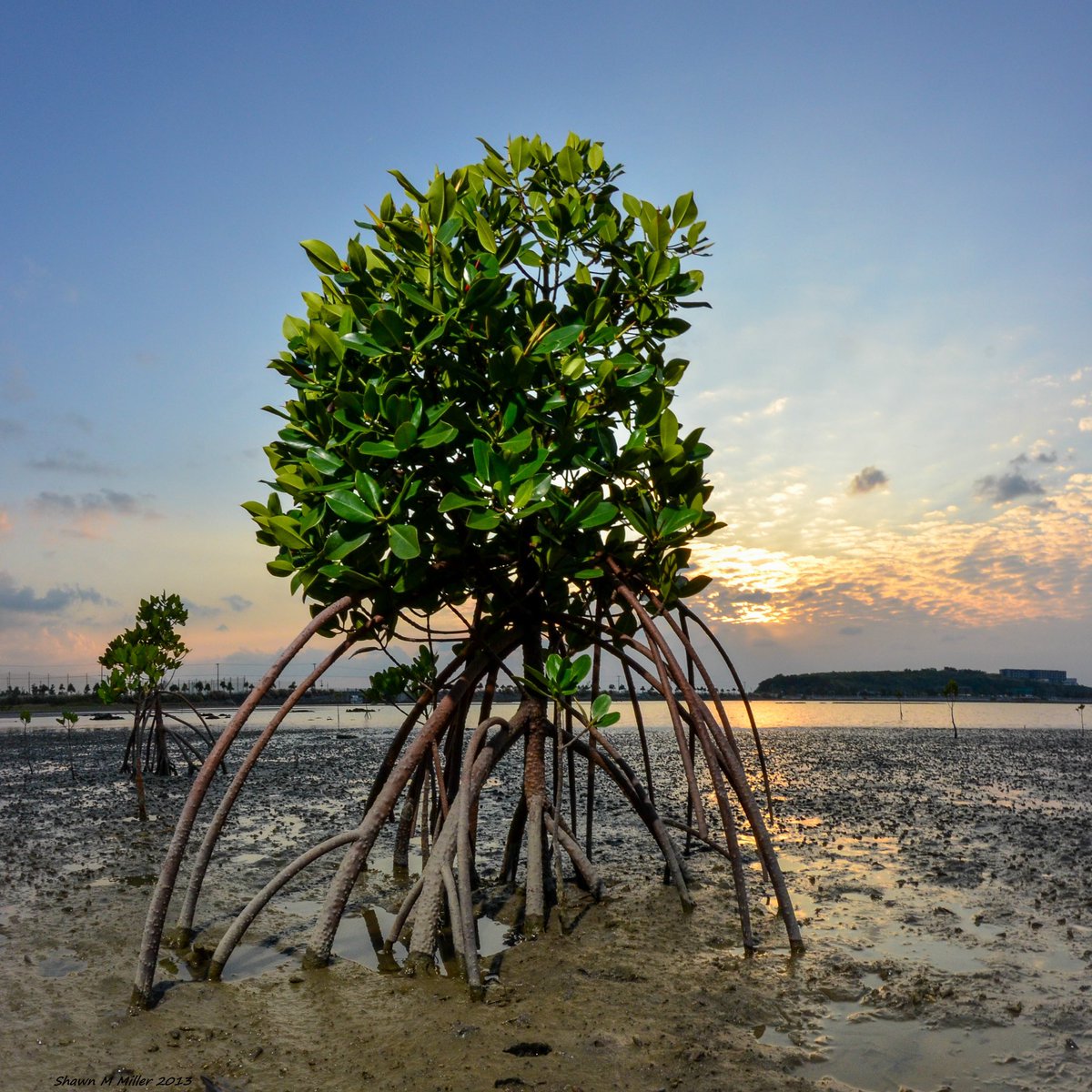 World Mangrove Day is celebrated annually on July 26 to raise awareness about the importance of mangrove ecosystems and promote their sustainable management and conservation. #okinawa 
#WorldMangroveDay