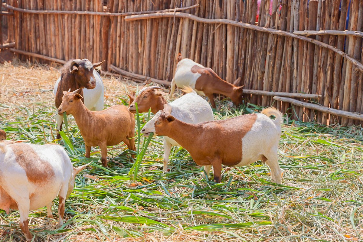 #Caravane_Inkebuzo: Le Président <a href="/GeneralNeva/">SE Evariste Ndayishimiye</a> a effectué une visite d'encouragement chez un jeune de la diaspora. Il pratique l'agri-élevage avec un système d’irrigation moderne,il cultive du maracuja sur 1.5ha et élève des bovins,des porcs &amp; des caprins de race boer à Karunyinya