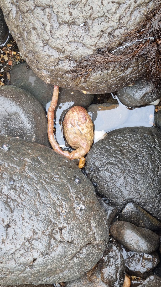 doomslayer_pw's tweet photo. What is this? #beach #tasmania https://t.co/IPfYwqES81