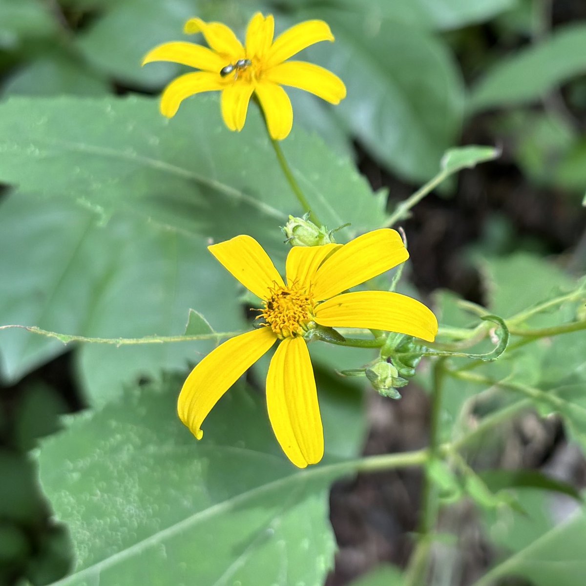 The Eric tweet media