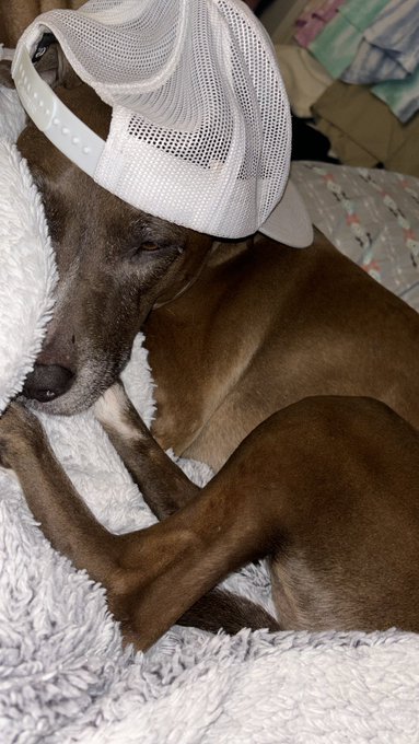 This dog is so over my shit but he&rsquo;s really the coolest dog I know https://t.co/XNaijJCXGh