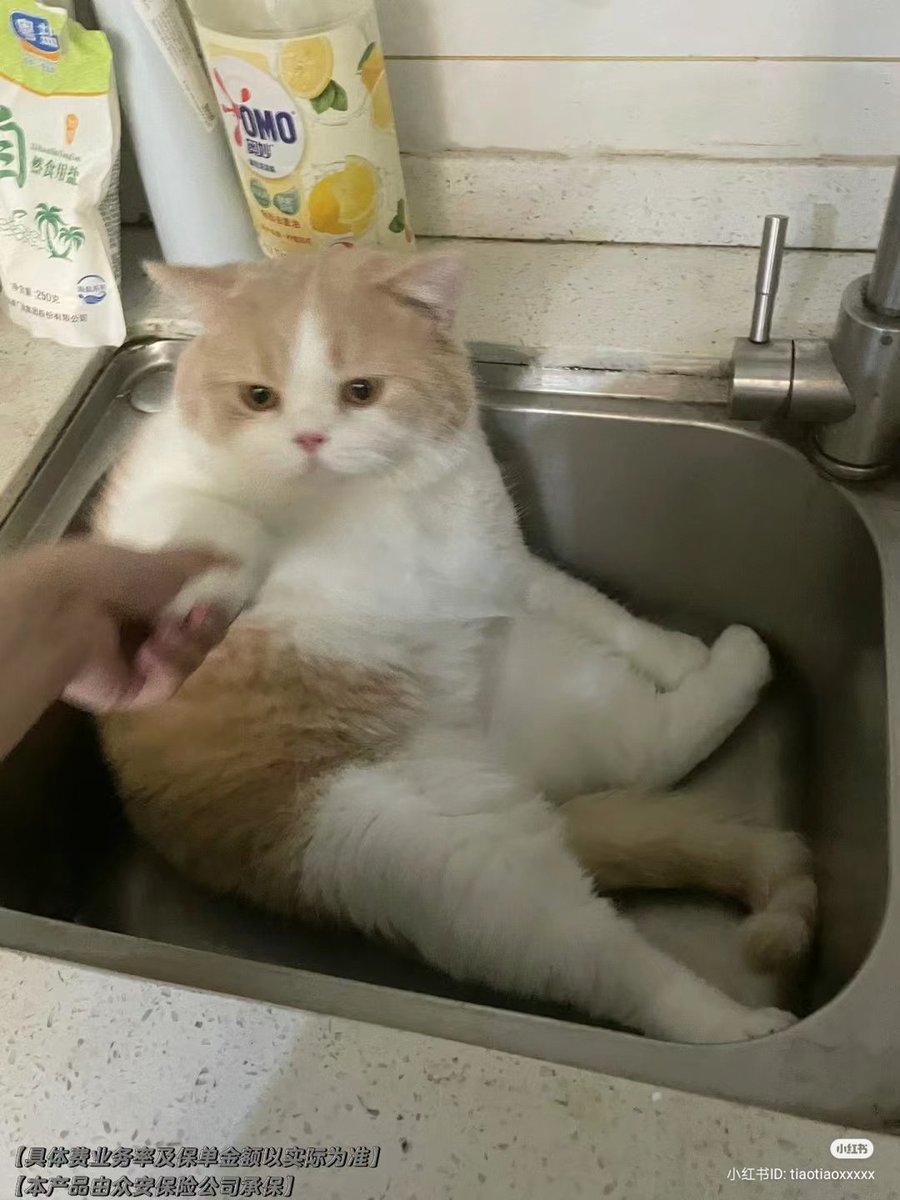 nocontextscats's tweet photo. No! I want to stay here! https://t.co/S6fRXnqYDg