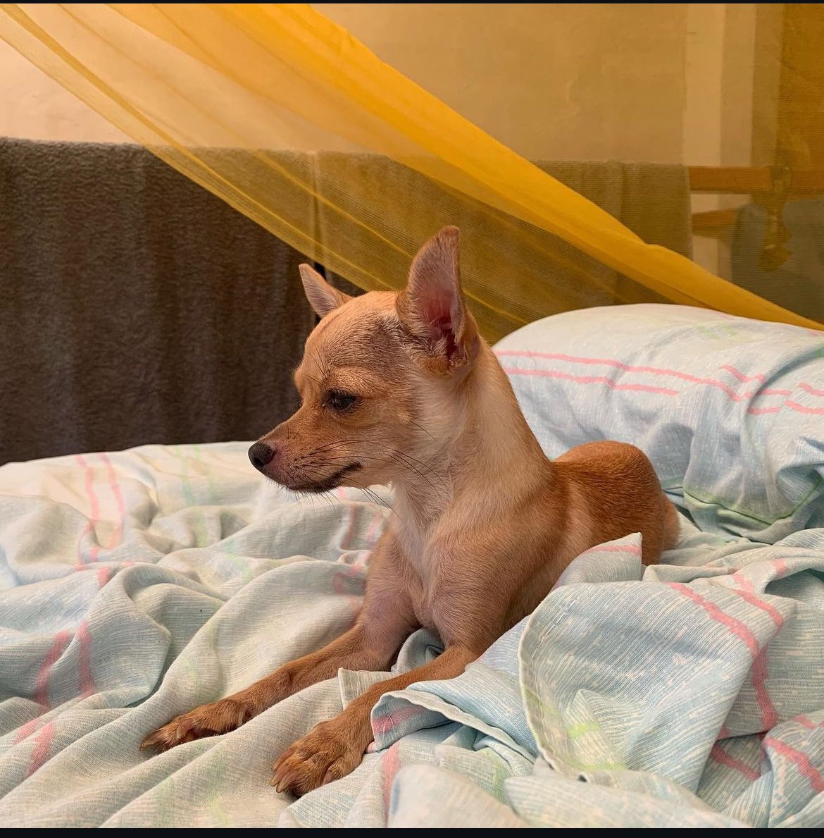 Amigxs me pueden ayudar con un RT para que aparezca? Gustavita está perdida en Xalapa🥺