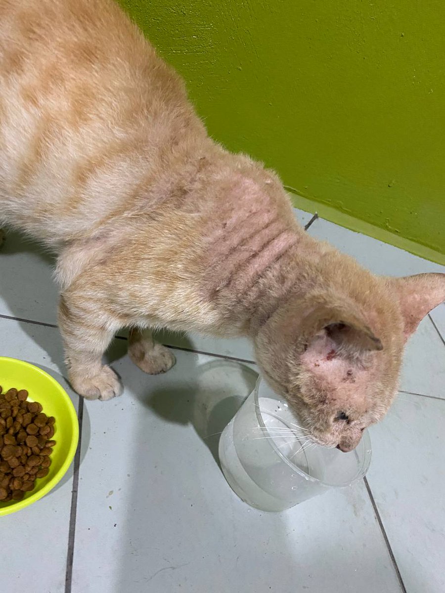 Cintabulus's tweet photo. 𝘼𝙠𝙩𝙞𝙫𝙞𝙩𝙞 𝙨𝙪𝙠𝙖𝙧𝙚𝙡𝙖𝙬𝙖𝙣 𝙠𝙖𝙨𝙞𝙝..
27 JULAI 2024 (SABTU) oleh SUKARELAWAN KASIH, disekitar Tawau,sabah.
.
Jika Tuan/Puan tidak boleh berkorban masa dan tenaga setidaknya Tuan/Puan boleh bersama-sama kami memberi makan harian dan keperluan haiwan jalanan dengan hulurkkan sumbangan membantu kebajikan haiwan jalanan,
.
Kami sediakan kemudahan Tuan/Puan menyumbang untuk haiwan jalanan :
https://t.co/rpWVAfYzwU
https://t.co/rpWVAfYzwU
.
𝐂𝐢𝐦𝐛 𝐛𝐚𝐧𝐤
8605683021
Pertubuhan Kasih Haiwan Jalanan Malaysia
.
#pertubuhankasihhaiwanjalananmalaysia
