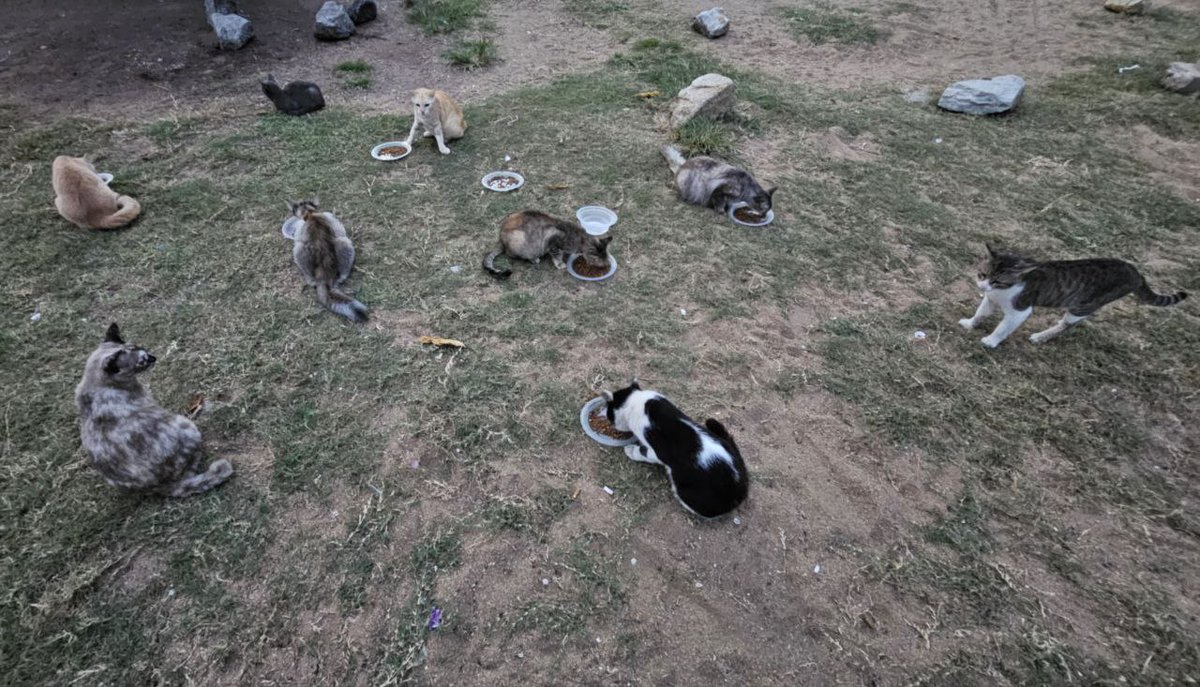 Cintabulus's tweet photo. 𝘼𝙠𝙩𝙞𝙫𝙞𝙩𝙞 𝙨𝙪𝙠𝙖𝙧𝙚𝙡𝙖𝙬𝙖𝙣 𝙠𝙖𝙨𝙞𝙝..
27 JULAI 2024 (SABTU) oleh SUKARELAWAN KASIH, disekitar Pantai pulau pinang.
.
Jika Tuan/Puan tidak boleh berkorban masa dan tenaga setidaknya Tuan/Puan boleh bersama-sama kami memberi makan harian dan keperluan haiwan jalanan dengan hulurkkan sumbangan membantu kebajikan haiwan jalanan,
.
Kami sediakan kemudahan Tuan/Puan menyumbang untuk haiwan jalanan :
https://t.co/rpWVAfYzwU
https://t.co/rpWVAfYzwU
.
𝐂𝐢𝐦𝐛 𝐛𝐚𝐧𝐤
8605683021
Pertubuhan Kasih Haiwan Jalanan Malaysia
.
#pertubuhankasihhaiwanjalananmalaysia