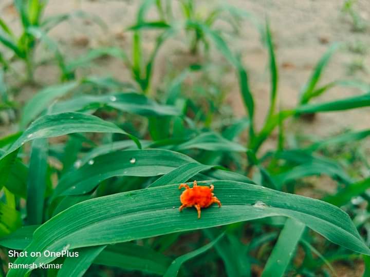 Durgaram0303's tweet photo. Rain Bug or Red Velvet Mites रेन बग या रेड वेल्वेट माइटस
आप इसे अपनी भाषा में क्या कहते हैं?
#rainbug #RedVelvet #Rain #RainySeason https://t.co/URieSS0eNo