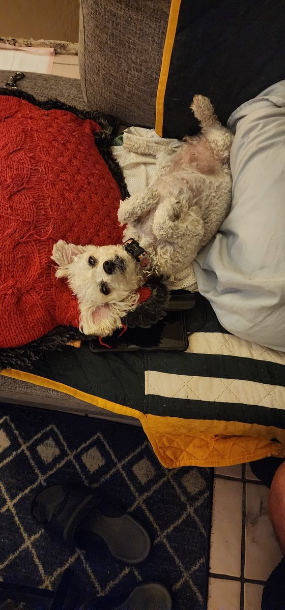BOS_Jacob96's tweet photo. Just had to put my dog to sleep, this sucks..... I just feel empty and everywhere I look it just reminds me of happy memories that then makes me sad 😔  Rest In Peace Susie, I fucking love you ❤️❤️❤️ https://t.co/3U7WZS6BDx