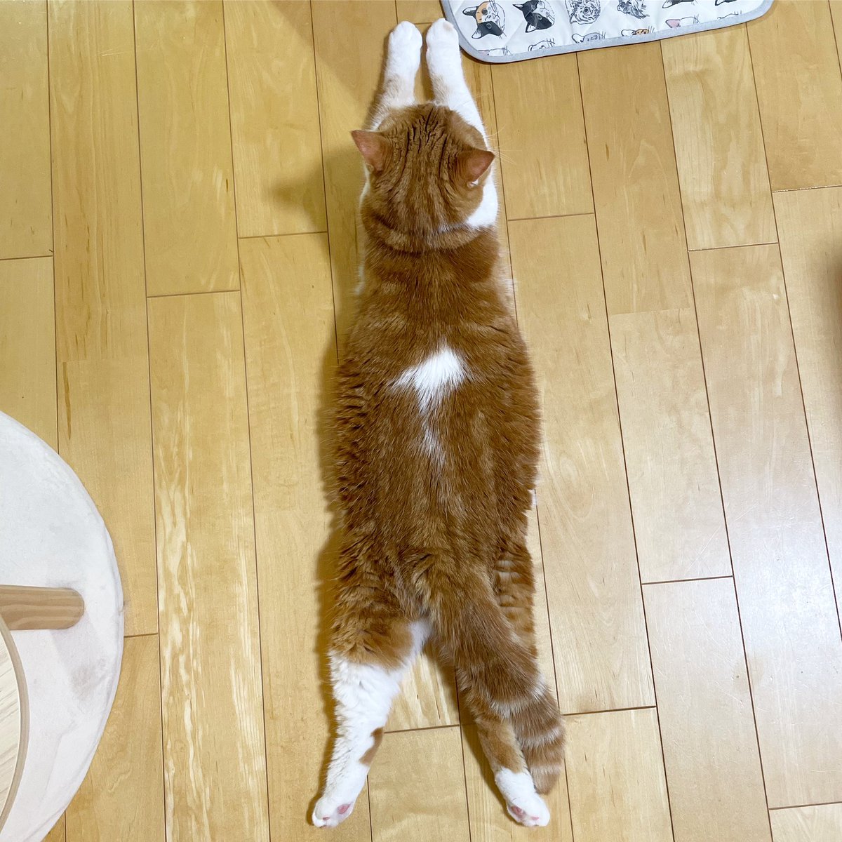 bokusorata's tweet photo. オリンピック始まりましたね。
我が家のエッフェル塔です。

#オリンピック
#パリ2024 https://t.co/MLKQy29MNF