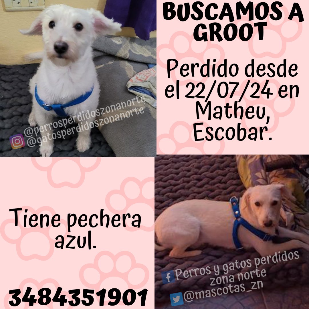 🟦BUSCAMOS A GROOT🟦
Perdido desde el 22/07/24 en Matheu, Escobar.
Tiene pechera azul.
Si lo viste comunícate con <a href="/nicolas/">Nico Taing</a>.delgrosso al 3484351901.
☑️DIFUNDIR☑️