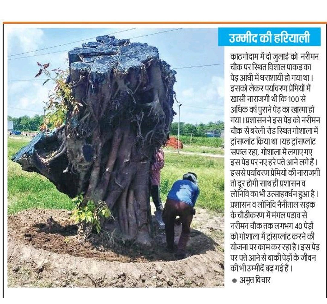 DmNainital's tweet image. रोड चौड़ीकरण में किए जा रहे पेड़ों के ट्रांसप्लांट के सकारात्मक परिणाम मिलने लगे हैं। जिला प्रशासन का प्रयास है कि सभी प्रत्यारोपित पेड़ों का पुनर्जजन सफलतापूर्वक किया जा सके, इसके लिए विशेषज्ञों की सहायता ली जा रही है।