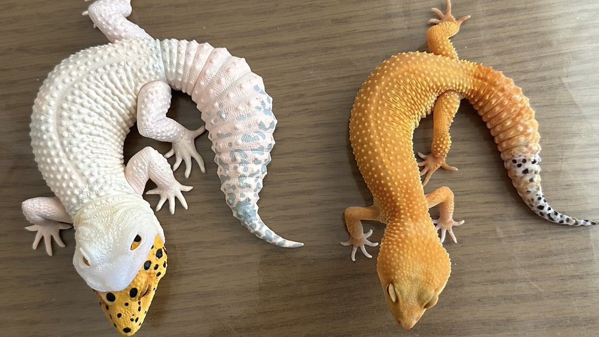 matubiz's tweet image. 本物とフィギュア
#レオパ #一番くじに爬虫類と両生類がやってきた