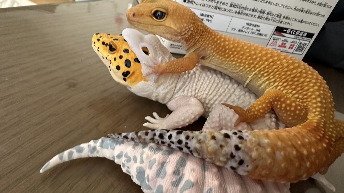 matubiz's tweet image. 本物とフィギュア
#レオパ #一番くじに爬虫類と両生類がやってきた