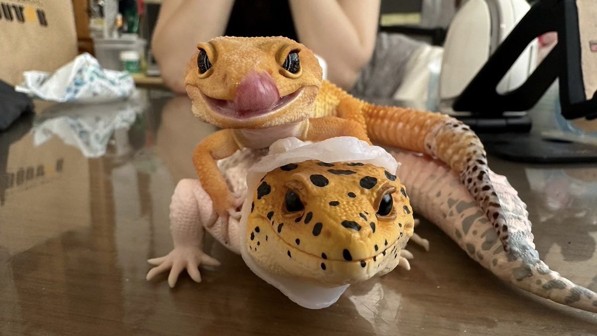 matubiz's tweet image. 本物とフィギュア
#レオパ #一番くじに爬虫類と両生類がやってきた