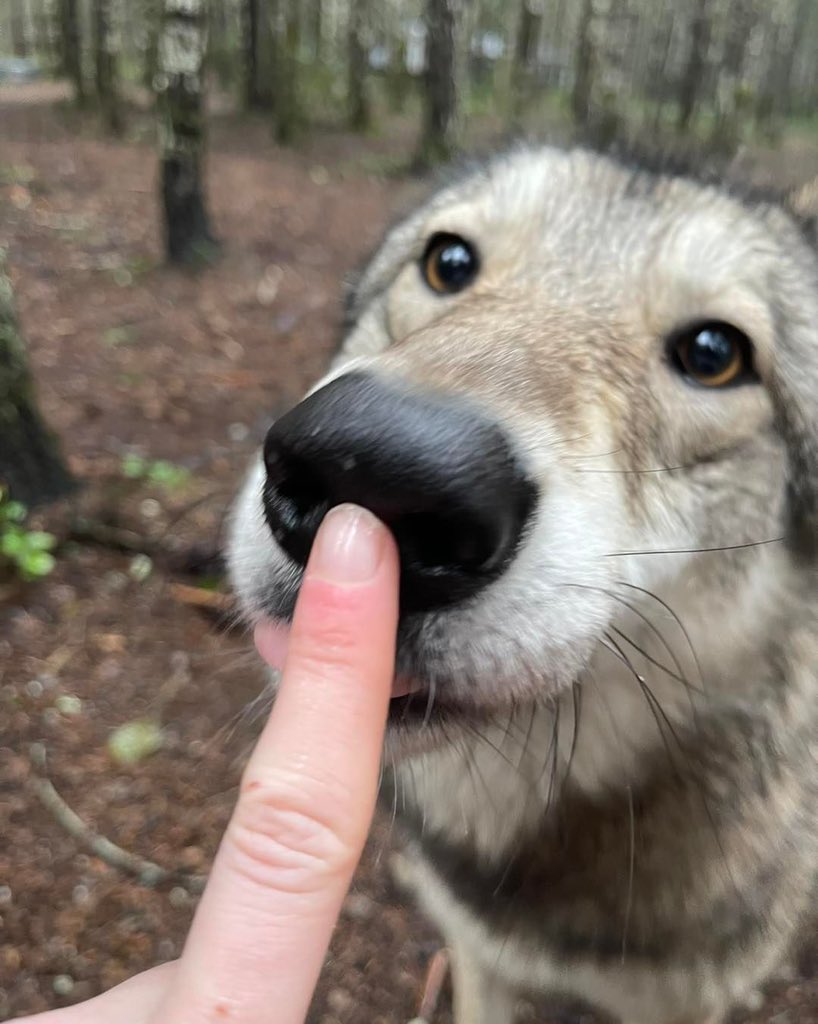 wolfrescues22's tweet photo. https://t.co/GfoQPzUFt6