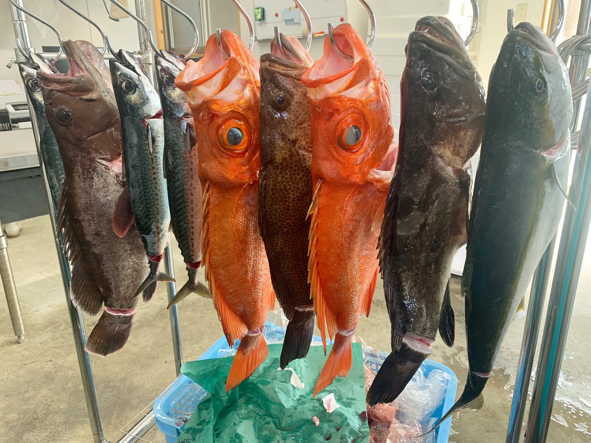 KeiZenimoto's tweet photo. 本日はパートさんお休みにつき、僕が魚扱い担当🐟
お客様にお出しできるクオリティの魚を目利きした後、セミドレス加工し、整列。

1枚目は、単価が高い順
2枚目は、加工してみて美味しそうだった順

ゴマサバの煮付けとマハタのしゃぶしゃぶ食いて〜🤤 https://t.co/UacFEkCVuL
