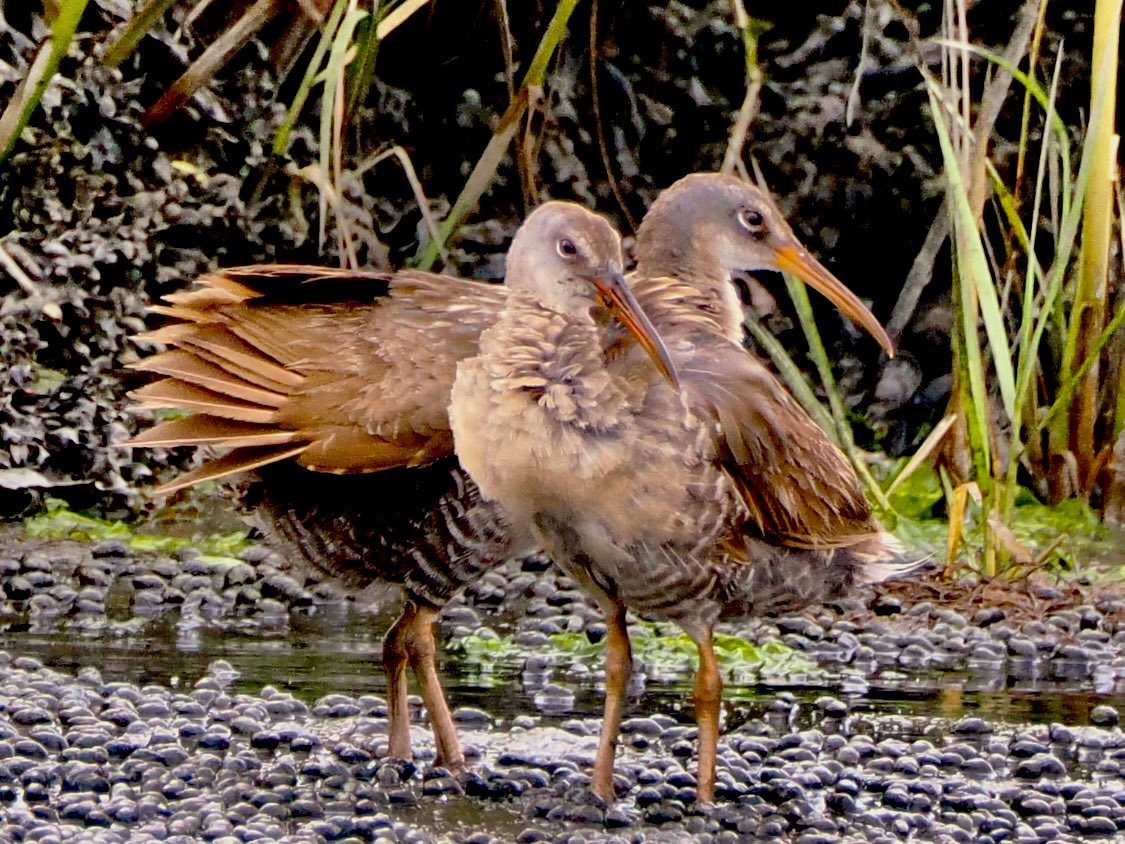 koolshark2's tweet photo. #clapperrail: insta official #birding https://t.co/j3ZDx7Ft06