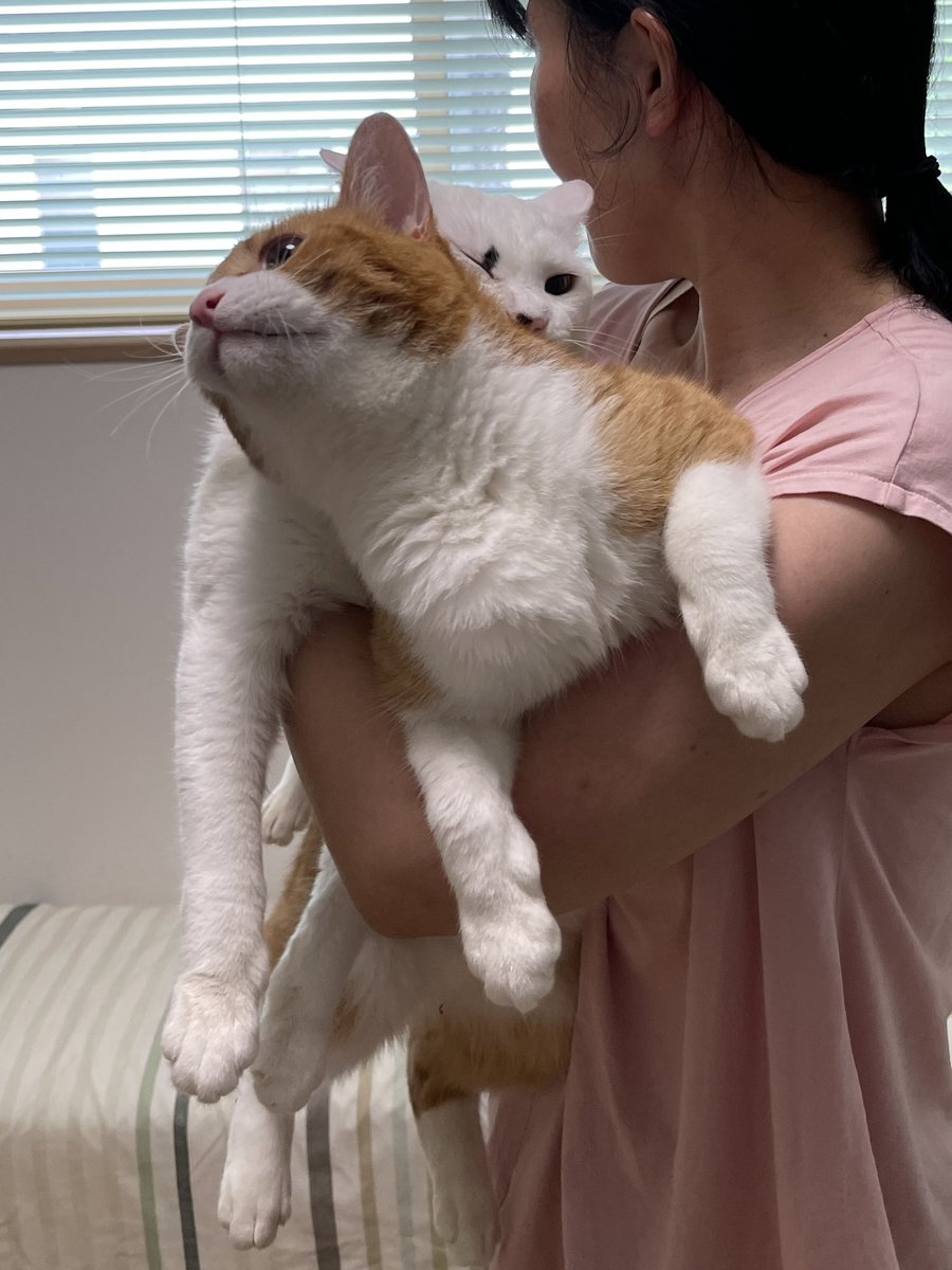 猫整体　キュベレイ tweet media