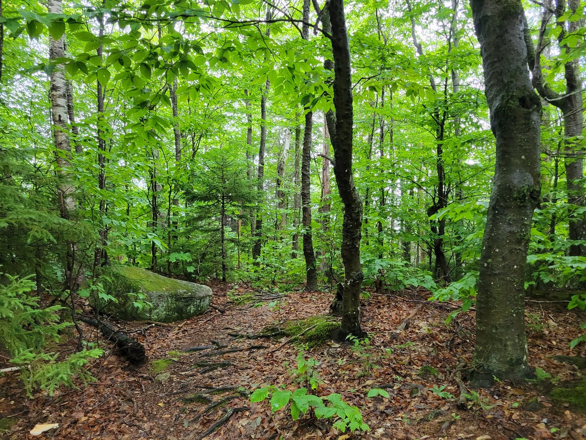 QAmygdala's tweet photo. I had an amazing time at this year's GRC cognition! Some wonderful research and even more wonderful people. I'm not much of a picture taker, so I only got some photos of the mountains around the venue, which admittedly were gorgeous: https://t.co/EzQ202xAss