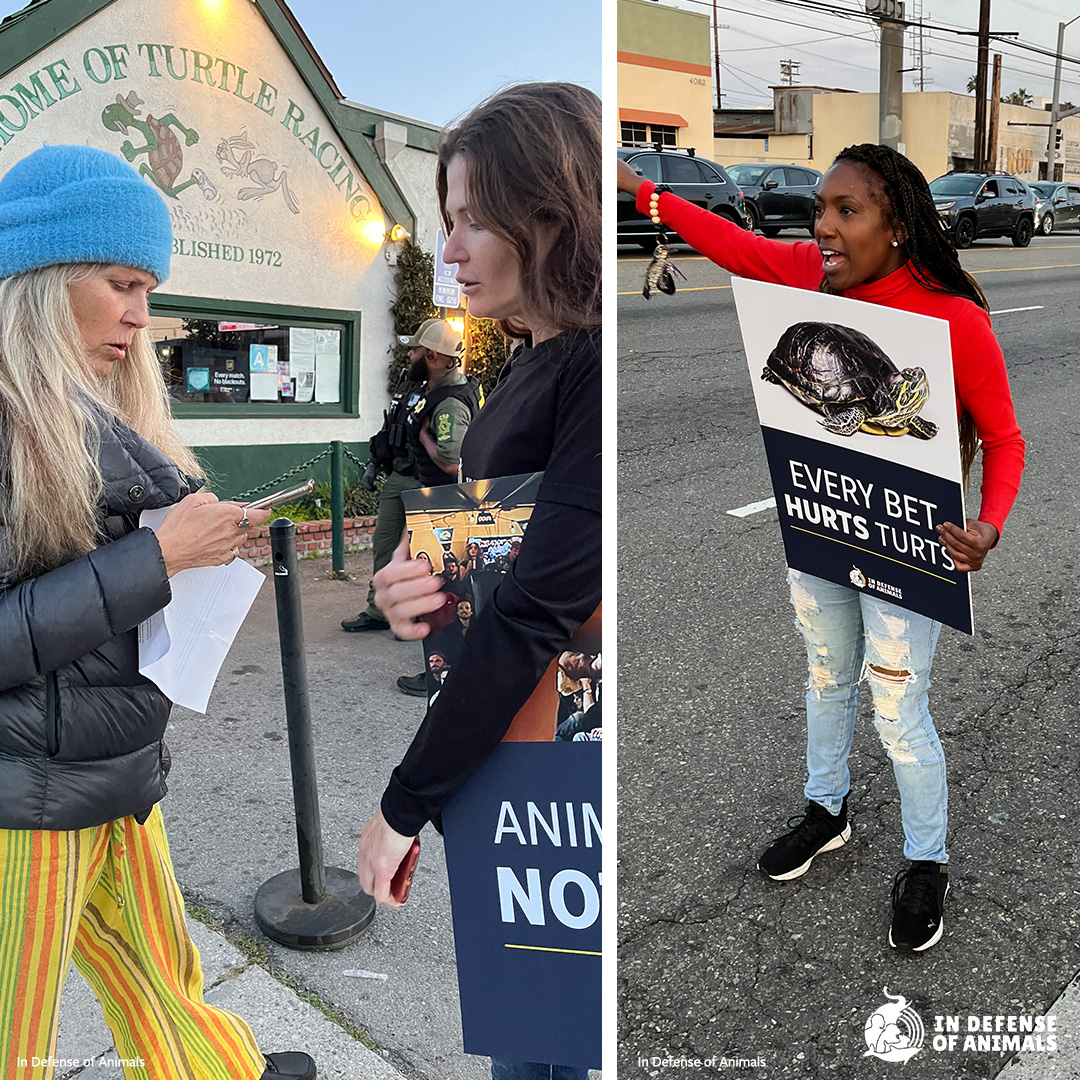 IDAUSA's tweet photo. #Brennans in #LosAngeles is teaching people by example that it's acceptable to treat animals like toys & entertainment devices by hosting #TurtleRacing. We hope that the company will consider modernizing its activities to reflect the times.
Read more: https://t.co/blCtyroSiY
RT https://t.co/RUUF8ho8KL
