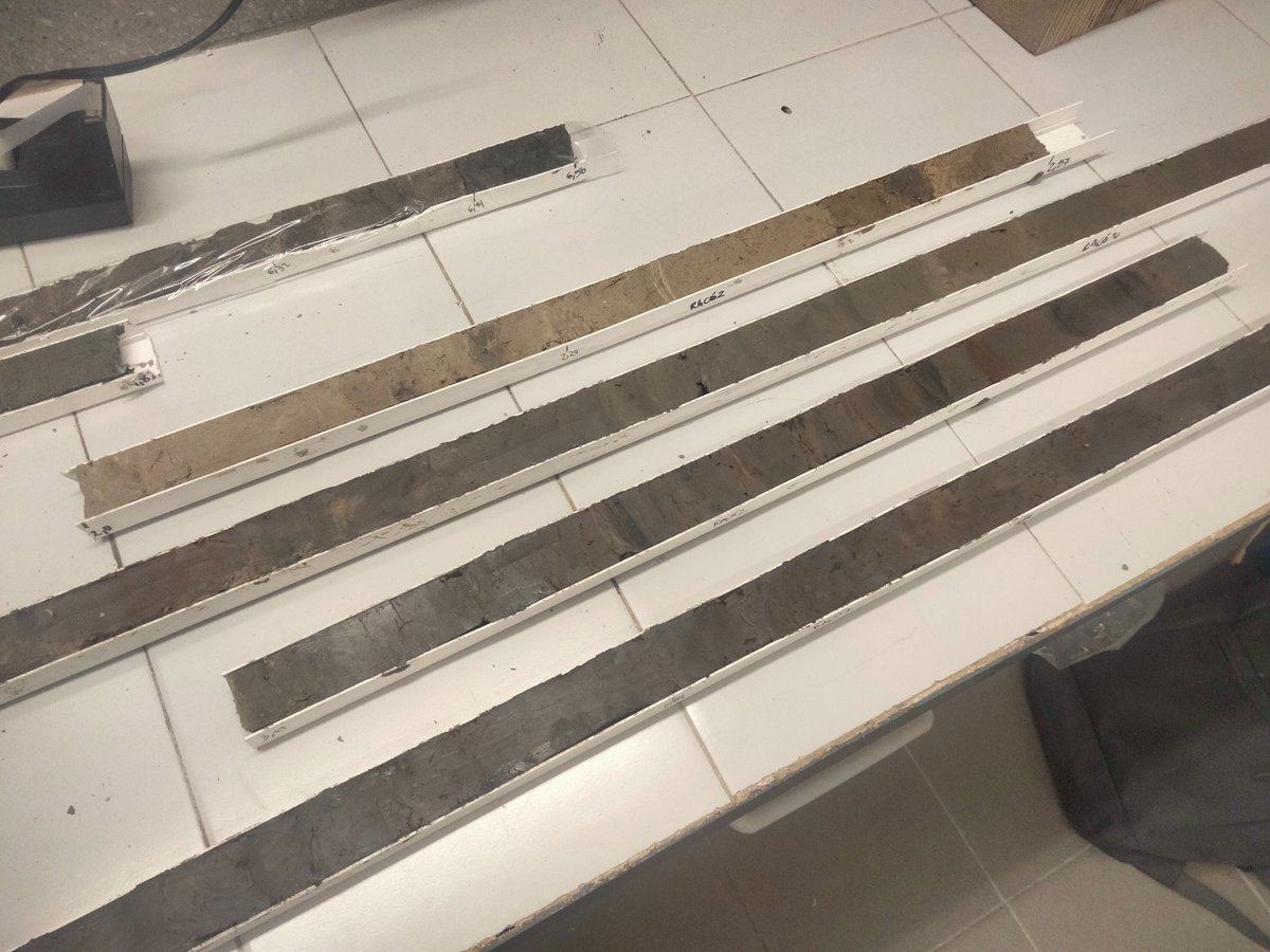 PaleoBarcino tweet media