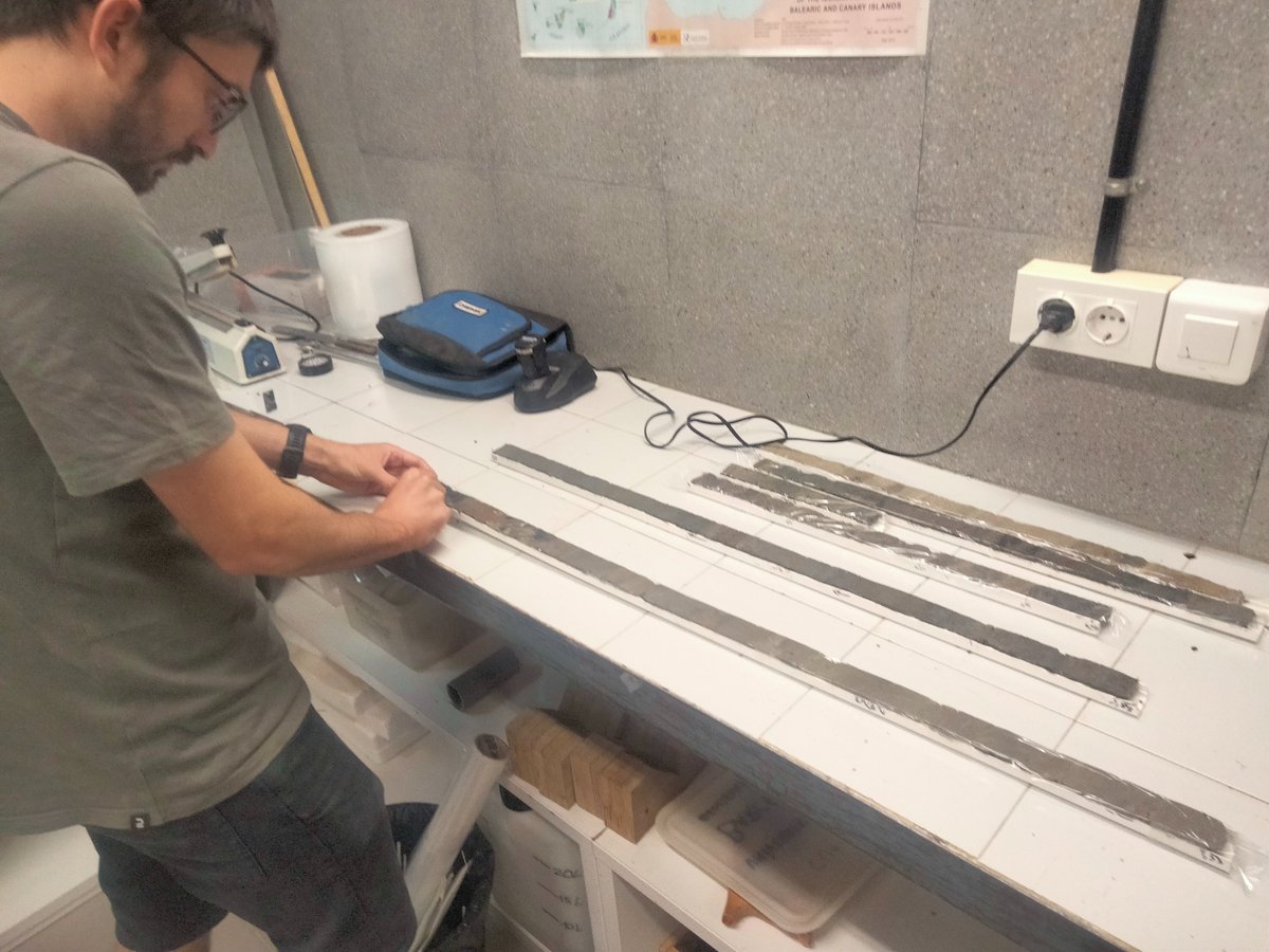 PaleoBarcino tweet media