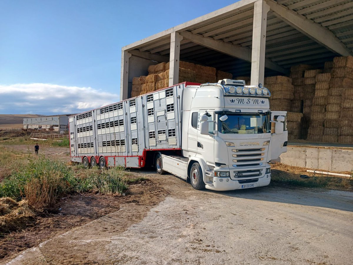 ballipinarcom's tweet photo. İthal simental gebe düvelerimiz çiftliğimize gelmeye devam ediyor🤗
Sizde Ballıpınar Çiftliği kalitesi ile tanışmak için acele edin.
Satış amaçlı ön seçim için iletişim 👉🏻0533 517 88 66
#ballipinarciftligi #simentalciftlik #simental #simentalfleckvieh #fleckvieh https://t.co/KHc54sTVpw