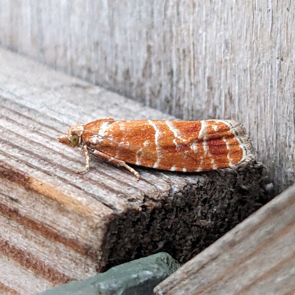 I'd be interested on opinions on this Rhyacionia (in Norwich). Extreme amounts of orange, on the larger side with a hint of posterior crest, tall &amp; triangular(ish) orange mark before tornus. Just pinicolana or could it be buoliana? All comments welcome <a href="/MOTHIDUK/">UK Moth Identification</a> <a href="/norfolkmoths/">Norfolk Moths (Jim Wheeler CMR)</a>