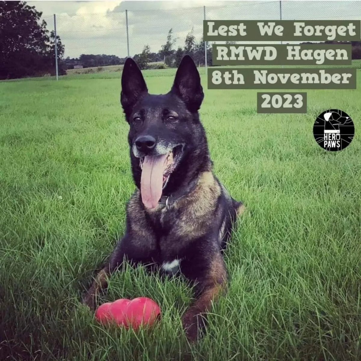 HERO PAWS tweet media