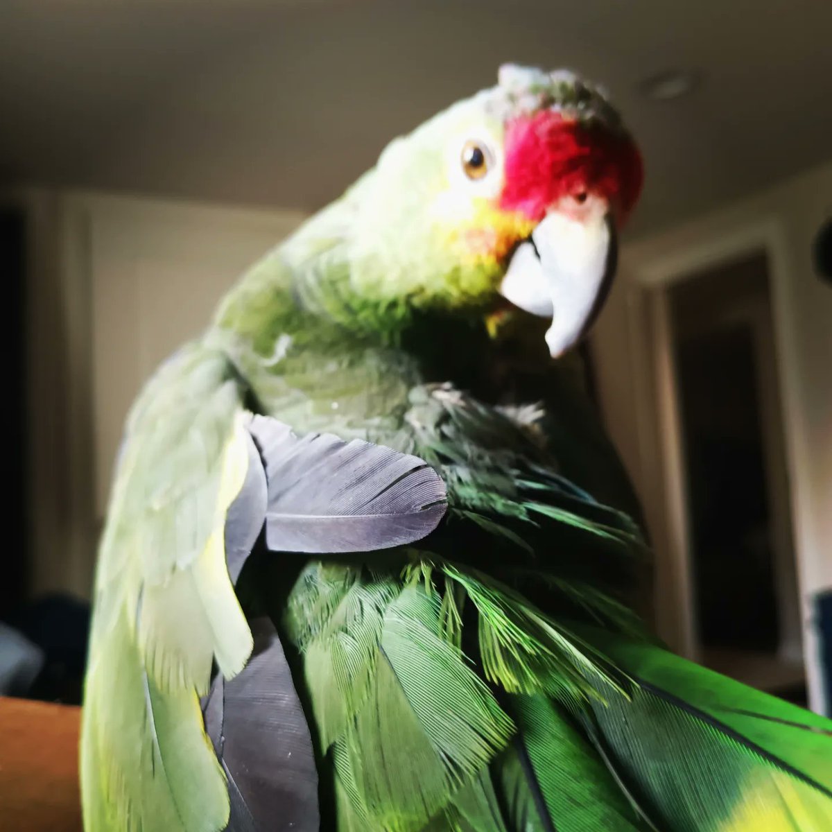 Happy gotcha day Pretty, have a terrific day. Please let us know if your Parrot would like a gotcha day shoutout here. manage.kmail-lists.com/subscriptions/…