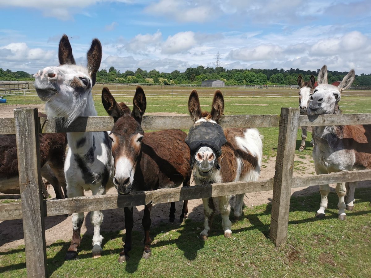 The Caldecott donkey herd are excited because it's #NorfolkDay! 💛🖤

To celebrate we're offering free shipping on any orders placed in the Redwings Online Shop for the duration of the day! Simply use code: FEKFFNYE919E at the checkout. 🛍️
shop.redwings.org.uk
(1/2)